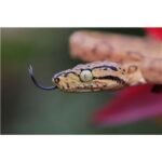 Objectif hybride Canon RF 100mm f/2,8 L Macro IS USM Noir – Image 7