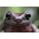 Objectif hybride Canon RF 100mm f/2,8 L Macro IS USM Noir – Image 6
